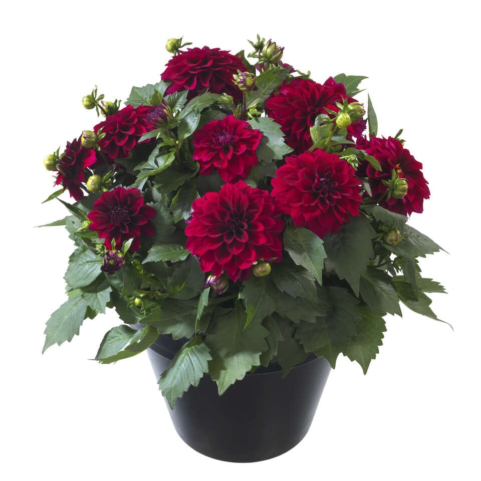 Dahlia Dahlietta Patty Plant - Florist London