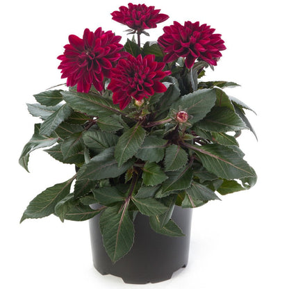 Dahlia Dahlietta Patty Plant - Florist London