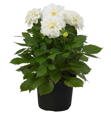 Dahlia Labella Piccolo Plant - Florist London