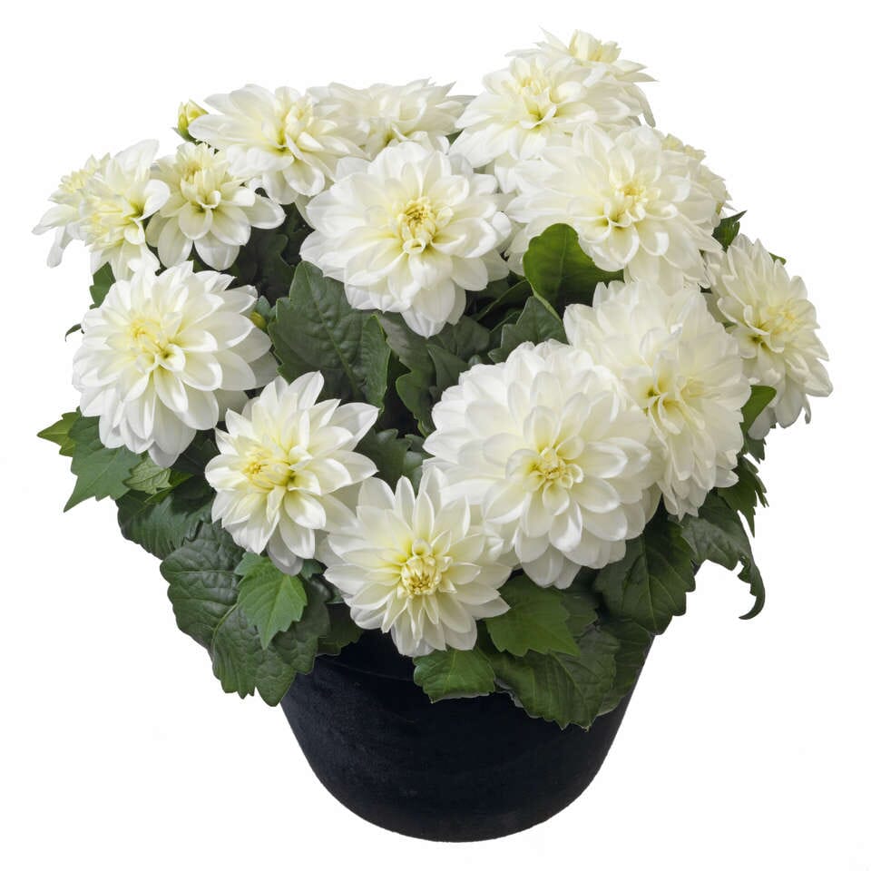 Dahlia Labella Piccolo Plant - Florist London