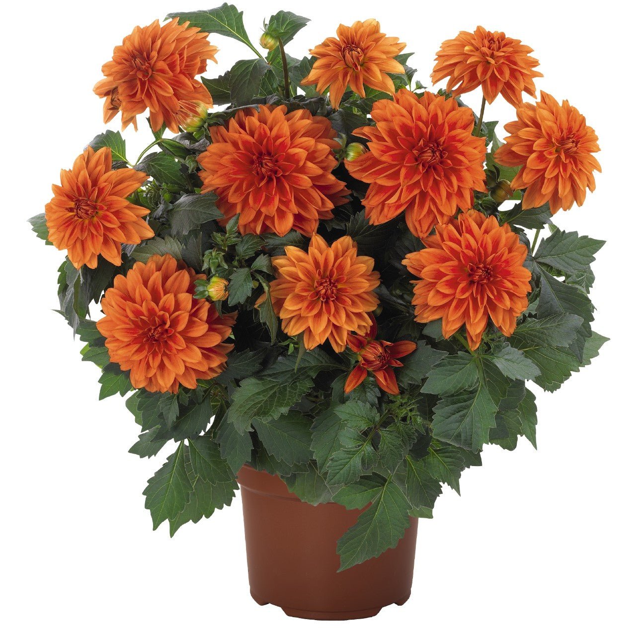 Dahlia Royal Dahlietta Linda Plant - Florist London