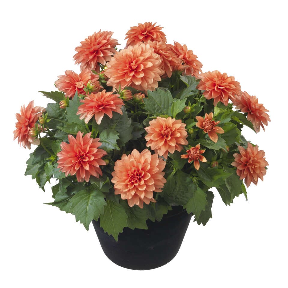 Dahlia Royal Dahlietta Linda Plant - Florist London