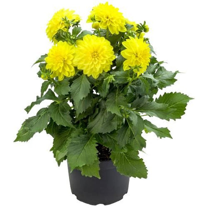 Dahlia Royal Dahlietta Margaret Plant - Florist London