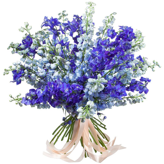 Dark and Light Blue Delphinium