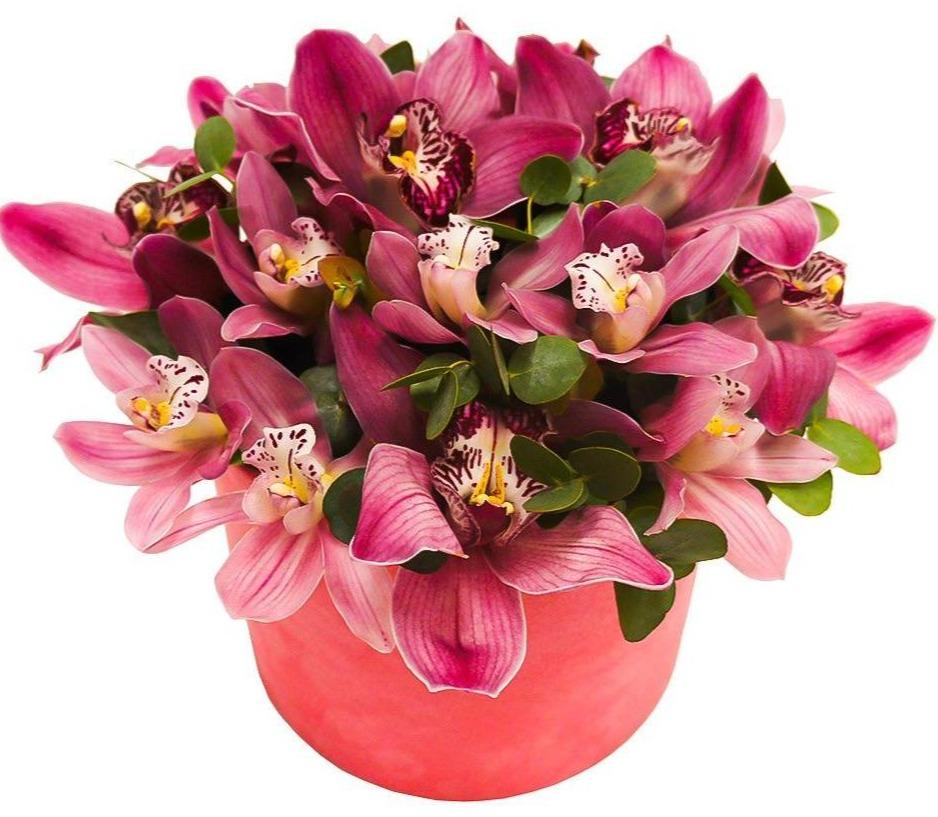 Dark Pink Cymbidium in a Box - Florist London