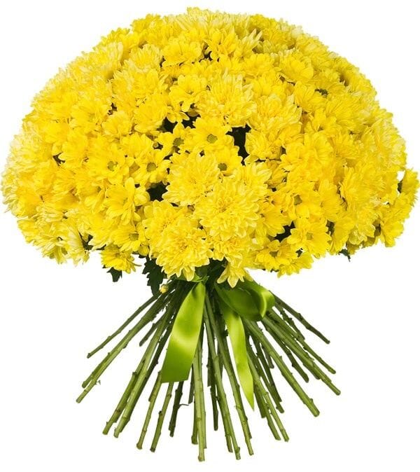 Duo Yellow Chrysanthemum Bouquet - Florist London