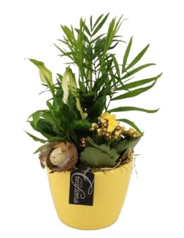 Easter Plants in a Pot - Florist London