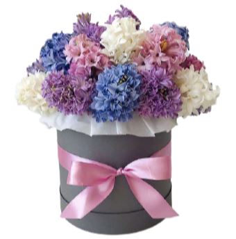 Four Colours of Hyacinths Box - Florist London