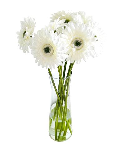 Gerberas in Vase