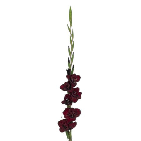Gladiolus Bouquet with Green Bell
