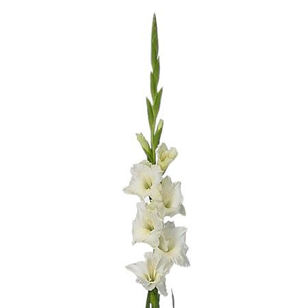 Gladiolus Bouquet with Green Bell - Florist London