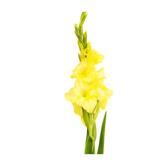 Gladiolus Bouquet with Green Bell
