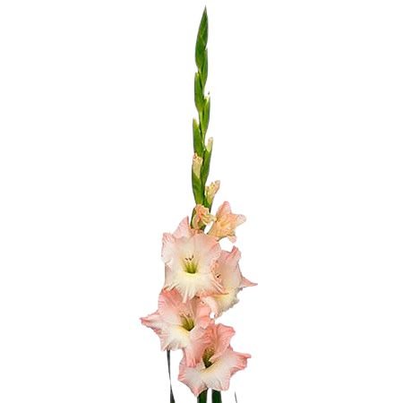 Gladiolus Bouquet with Green Bell - Florist London
