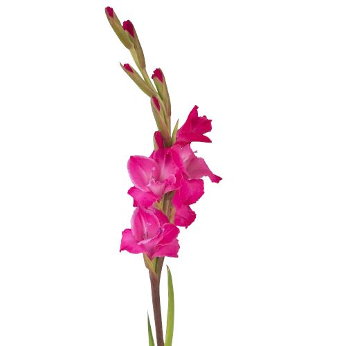 Gladiolus Bouquet with Green Bell