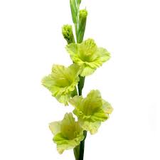 Gladiolus Bouquet with Green Bell - Florist London