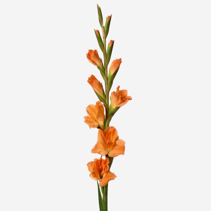 Gladiolus Bouquet with Green Bell