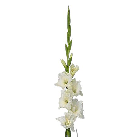 Gladiolus Bouquet with Green Bell