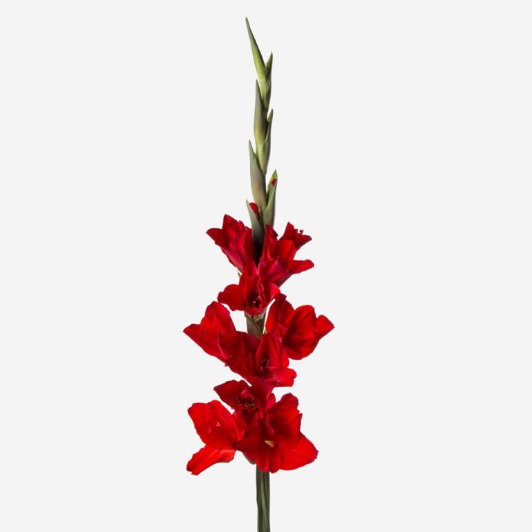 Gladiolus Bouquet with Green Bell