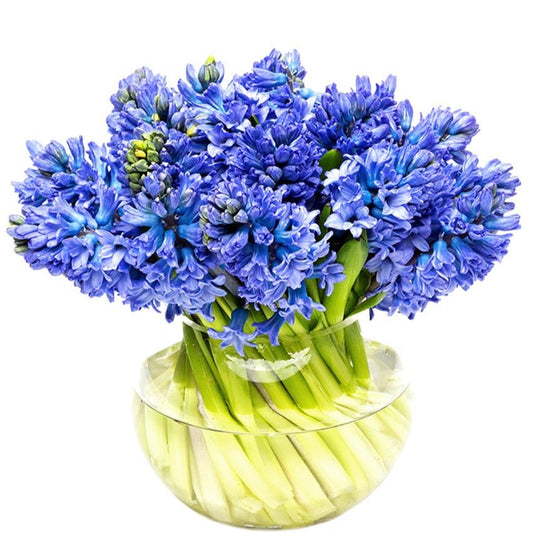 Hyacinth in Oval Vase - Florist London