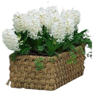 Hyacinth in Rectangle Basket - Florist London
