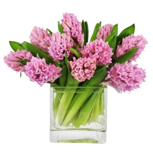 Hyacinth in Square Glass Pot - Florist London