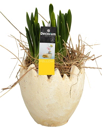 Hyacinths Easter Pot