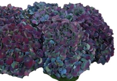 Hydrangea Door Wreath - Florist London