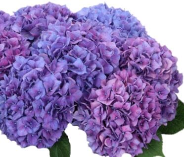 Hydrangea Door Wreath - Florist London