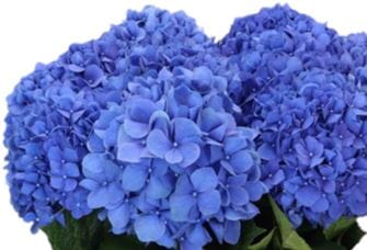 Hydrangea Door Wreath - Florist London