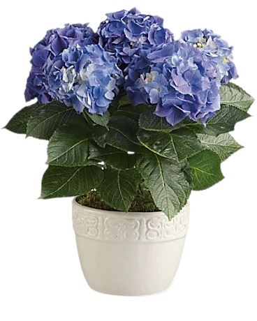 Hydrangea in Pot
