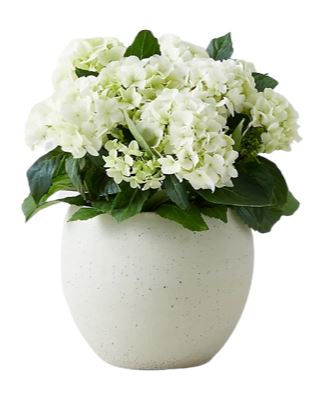 Hydrangea in Pot