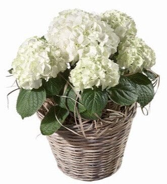 Hydrangea Wicker Basket - Florist London