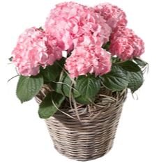 Hydrangea Wicker Basket - Florist London