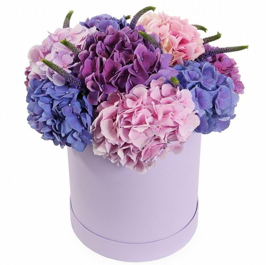 Hydrangea with Veronica Box - Florist London