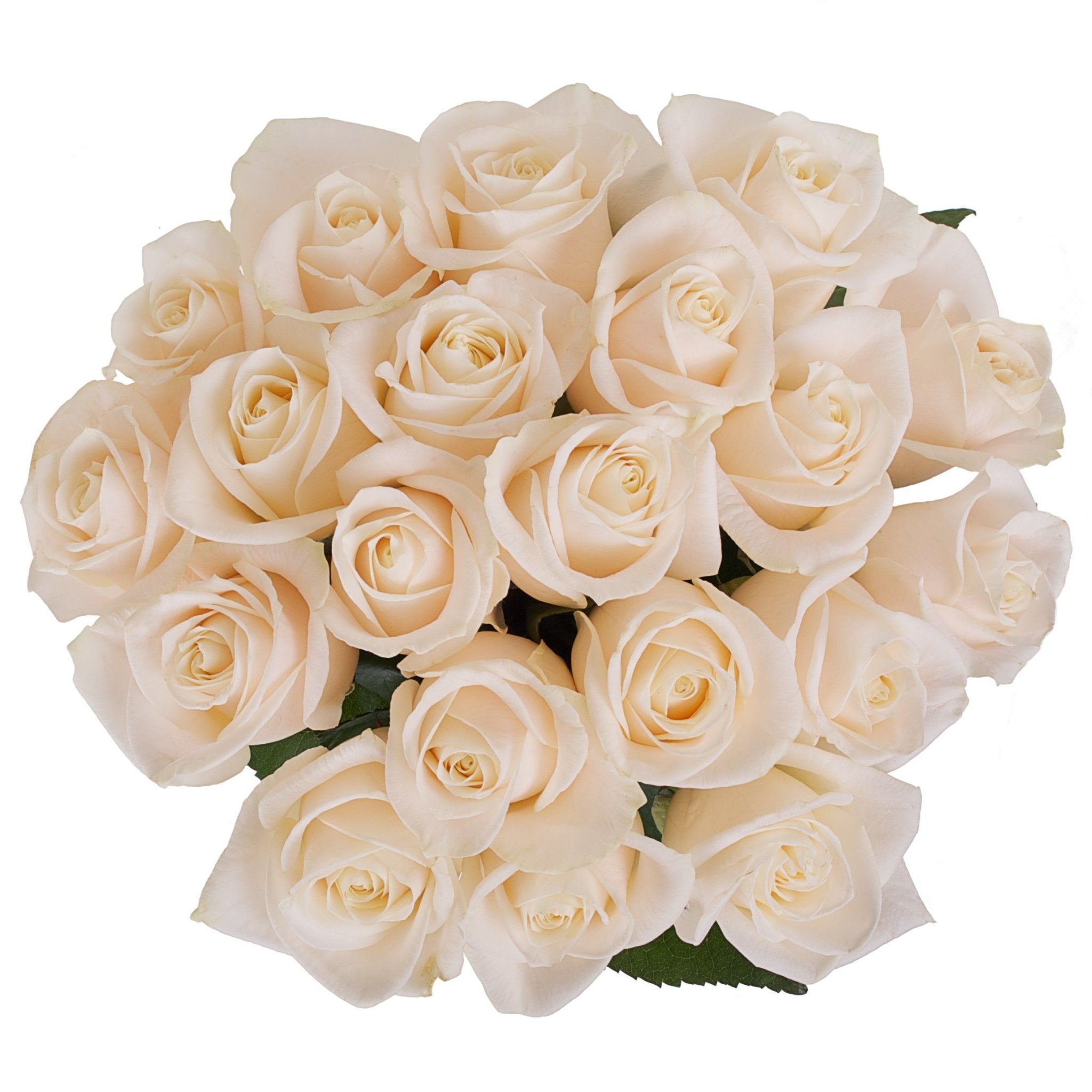 Ivory Roses Bouquet – Elegant Fresh Roses with UK Delivery – Florist London