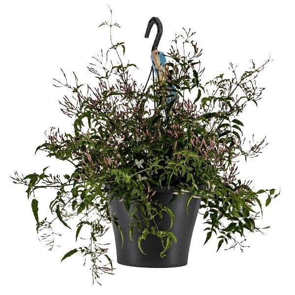 Jasminum Hanging Pot - Florist London