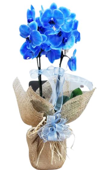 Jute Wraping Phalaenopsis Orchids - Florist London