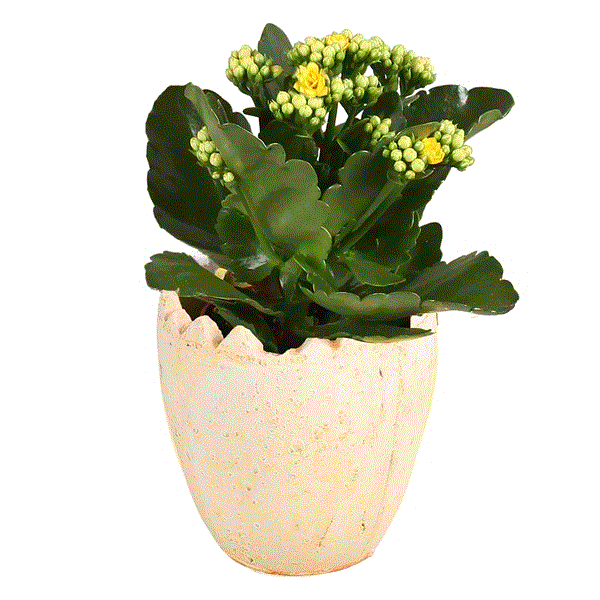 Kalanchoe Easter Pot