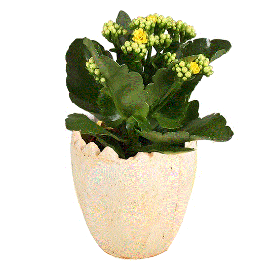 Kalanchoe Easter Pot