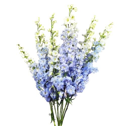 Light Blue Delphinium - Florist London
