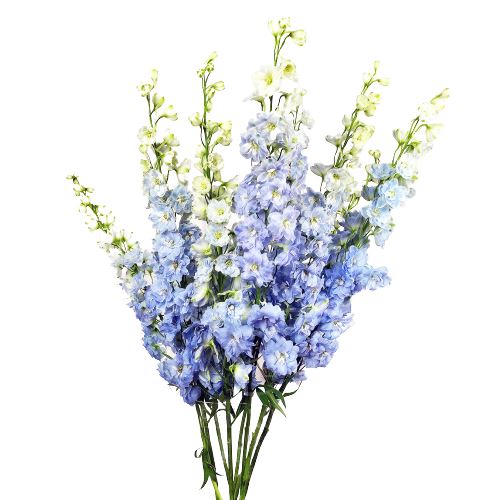 Light Blue Delphinium