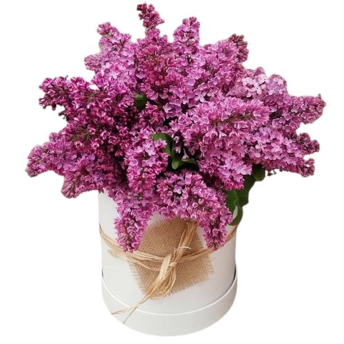 Lilac Box