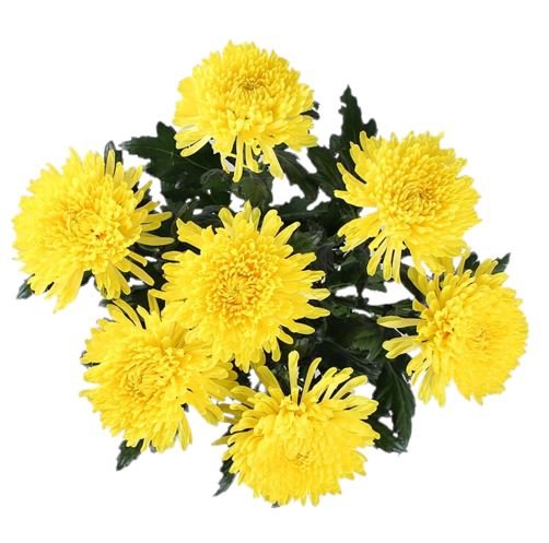 Luxury Yellow Chrysanthemum Bouquet - Florist London