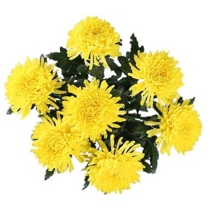 Luxury Yellow Chrysanthemum Bouquet - Florist London