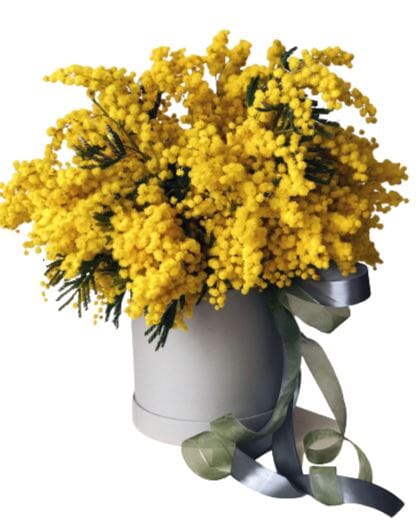 Mimosa Scented Box - Florist London