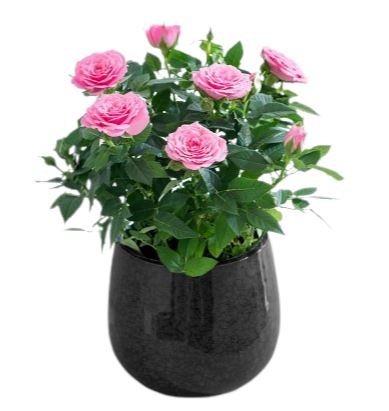 Mini Roses Plant in Pot - Florist London