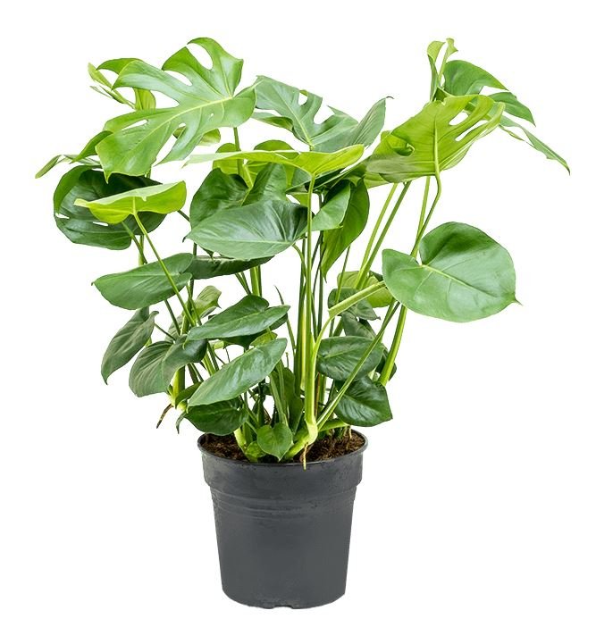 Monstera Deliciosa Plant - Florist London