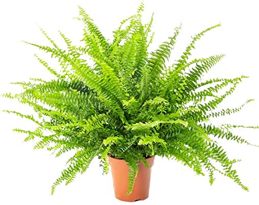 Nephrolepis Green Moment Plant