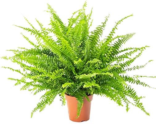 Nephrolepis Green Moment Plant - Florist London