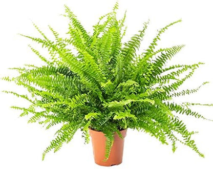 Nephrolepis Green Moment Plant - Florist London